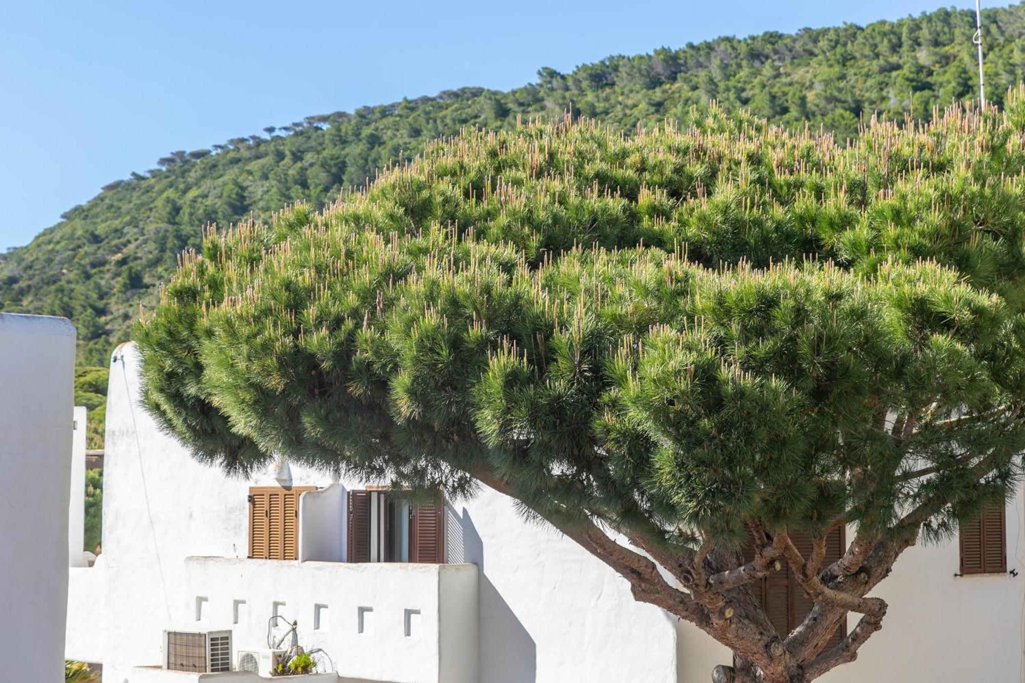 Adosado Nuevo Con Piscina, Playa, Garaje Y Jardin Los Canos De Meca Exteriér fotografie